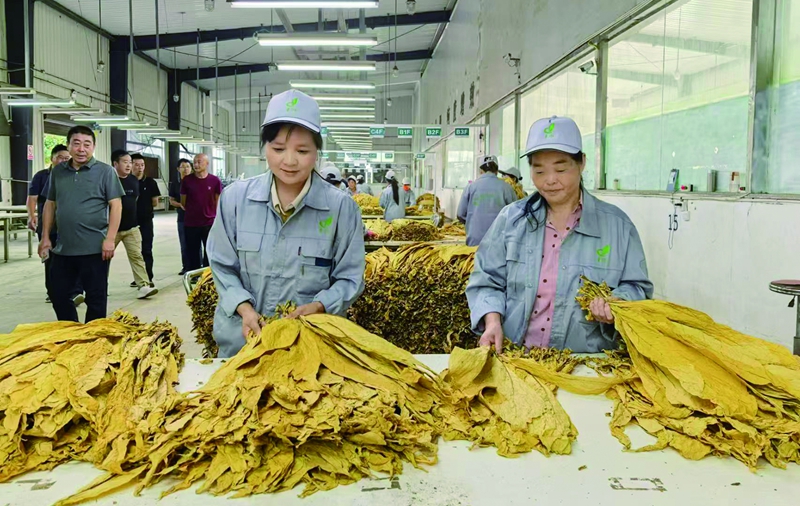 水市6860亩烤烟开秤收购(分离图)微信(878694)-20240912103740_副本