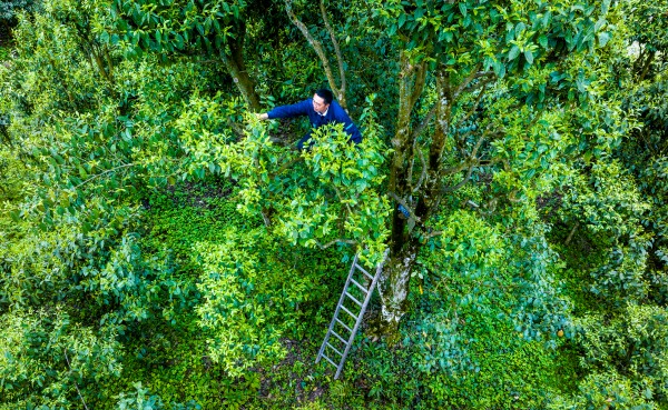 南川：第三届千年金山红古树茶文化艺术节活动启动