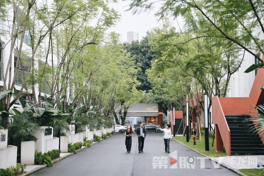 园区蓝花楹大道。第1眼TV—华龙网记者  辛飞摄