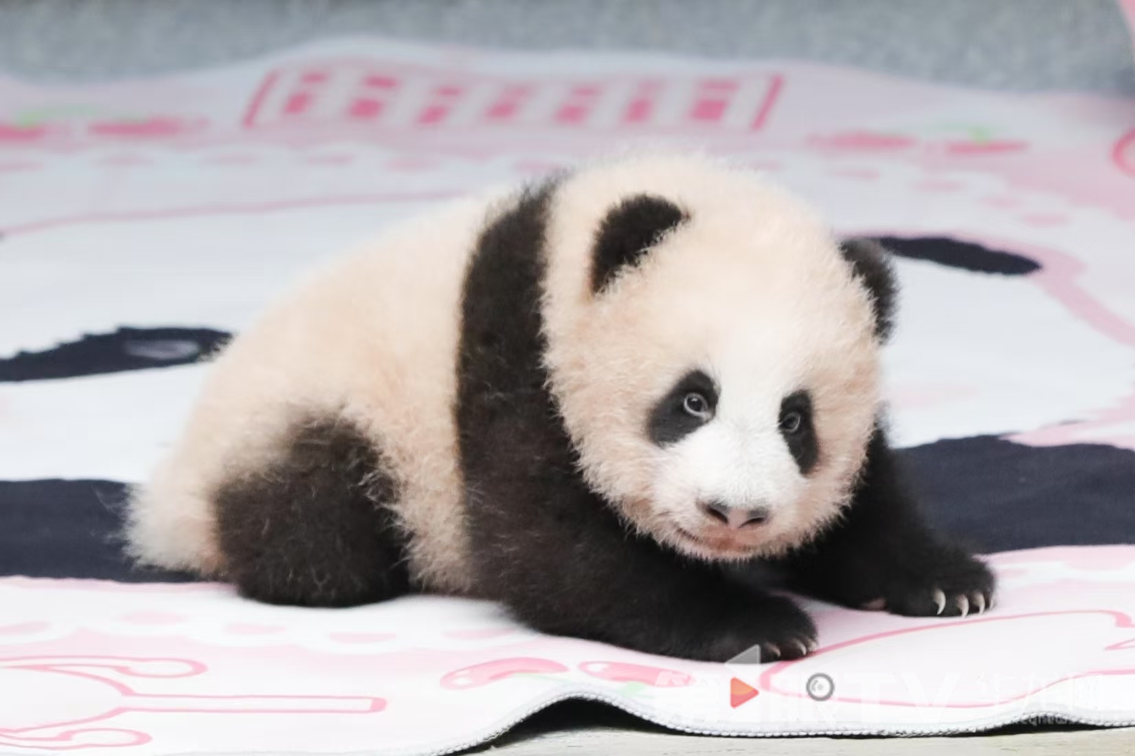 圆滚滚的幼仔在地毯上爬动。第1眼TV-华龙网记者 石涛 摄