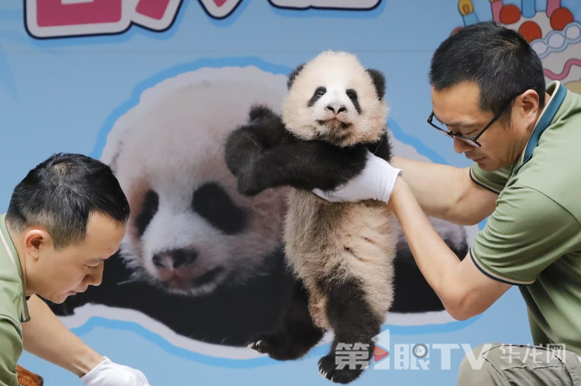 熊猫“良月”幼仔可爱的模样。第1眼TV-华龙网记者 石涛 摄