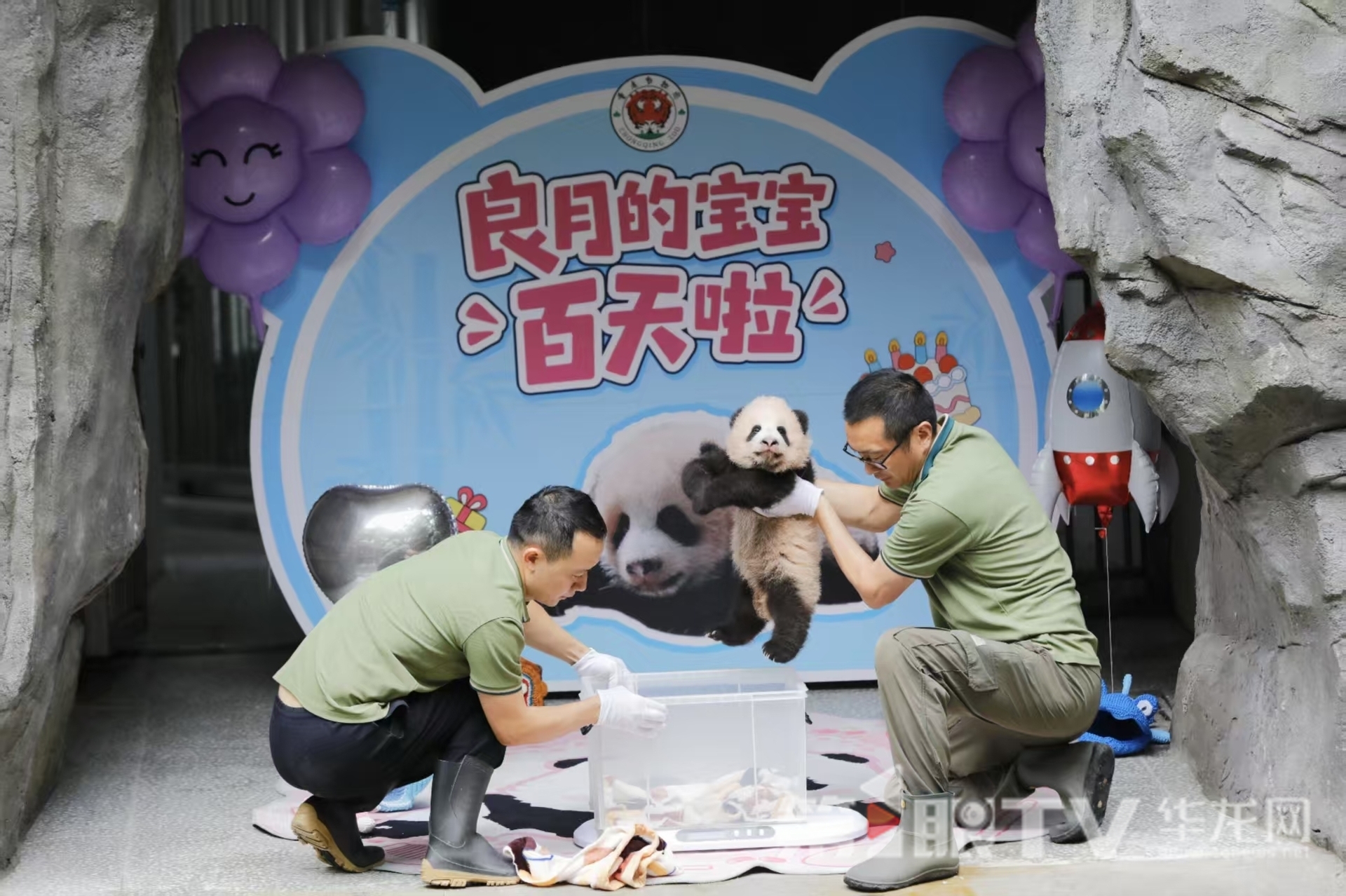 10月20日,重庆动物园熊猫“良月”的宝宝满百天啦,“良月”幼仔与公众正式见面。第1眼TV-华龙网记者 石涛 摄