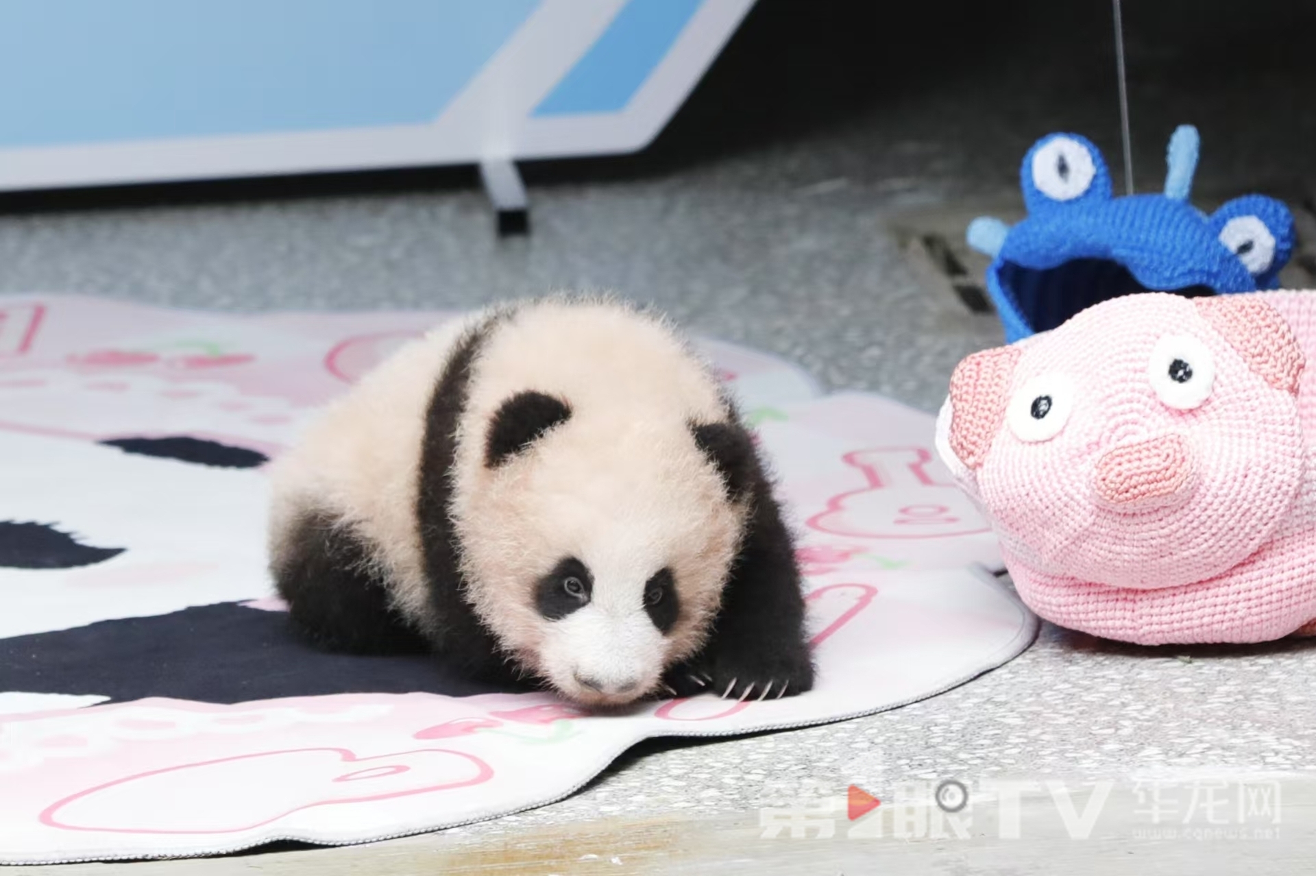 百天的宝宝正式与公众见面。第1眼TV-华龙网记者 石涛 摄