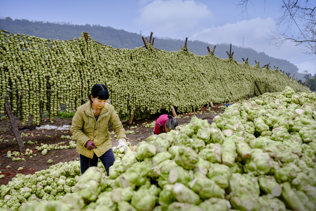 榨菜。涪陵区农业农村委员会供图
