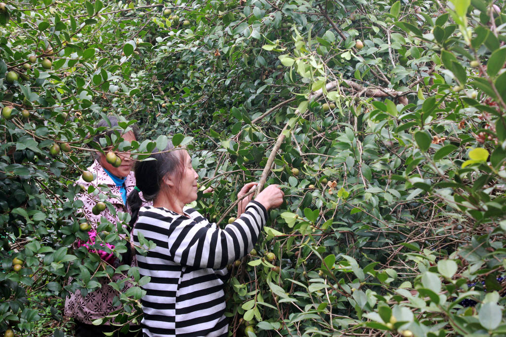 彭水:“金果”挂枝头 油茶采摘忙