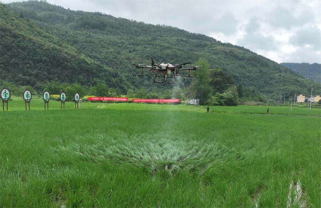 無人機(jī)飛防作業(yè)。記者 沈洪晨 攝影