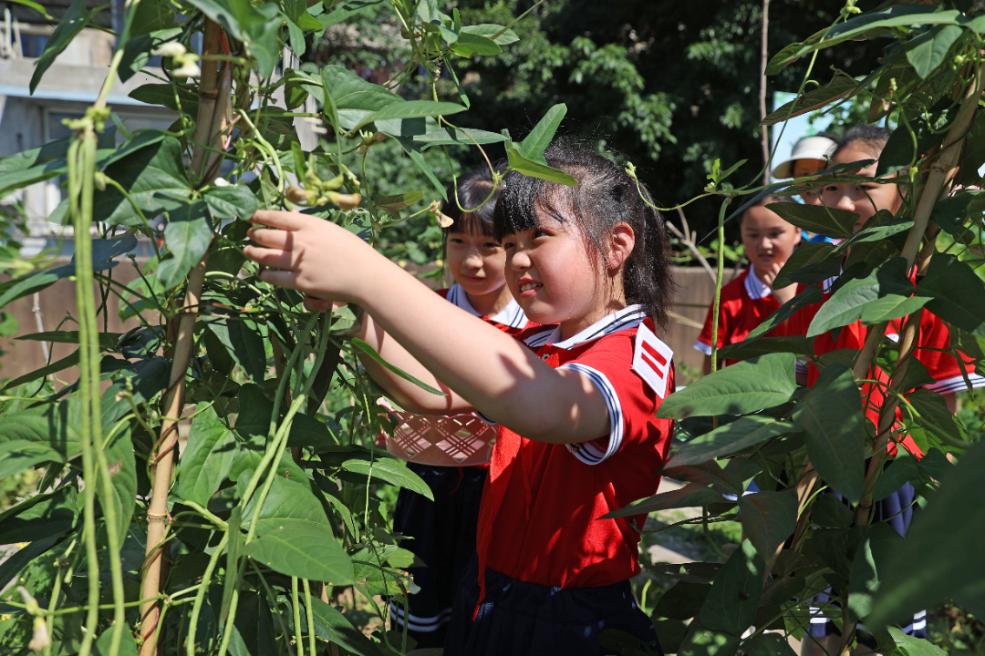 彭水：楼顶菜园  劳动乐园