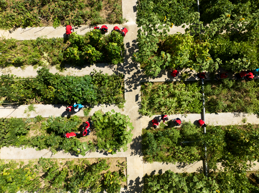 2024年6月12日，重庆市彭水苗族土家族自治县第一小学校三年级5班的孩子们正在楼顶菜园劳作，感受劳动的快乐。 (1).jpg