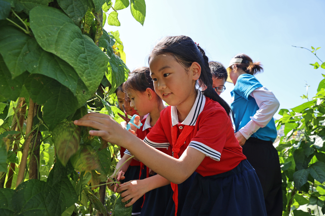 2024年6月12日，重庆市彭水苗族土家族自治县第一小学校三年级5班的孩子们正在楼顶菜园劳作，小朋友们正在剪掉豇豆藤上多余的老叶，做好菜园管护。 (1).jpg