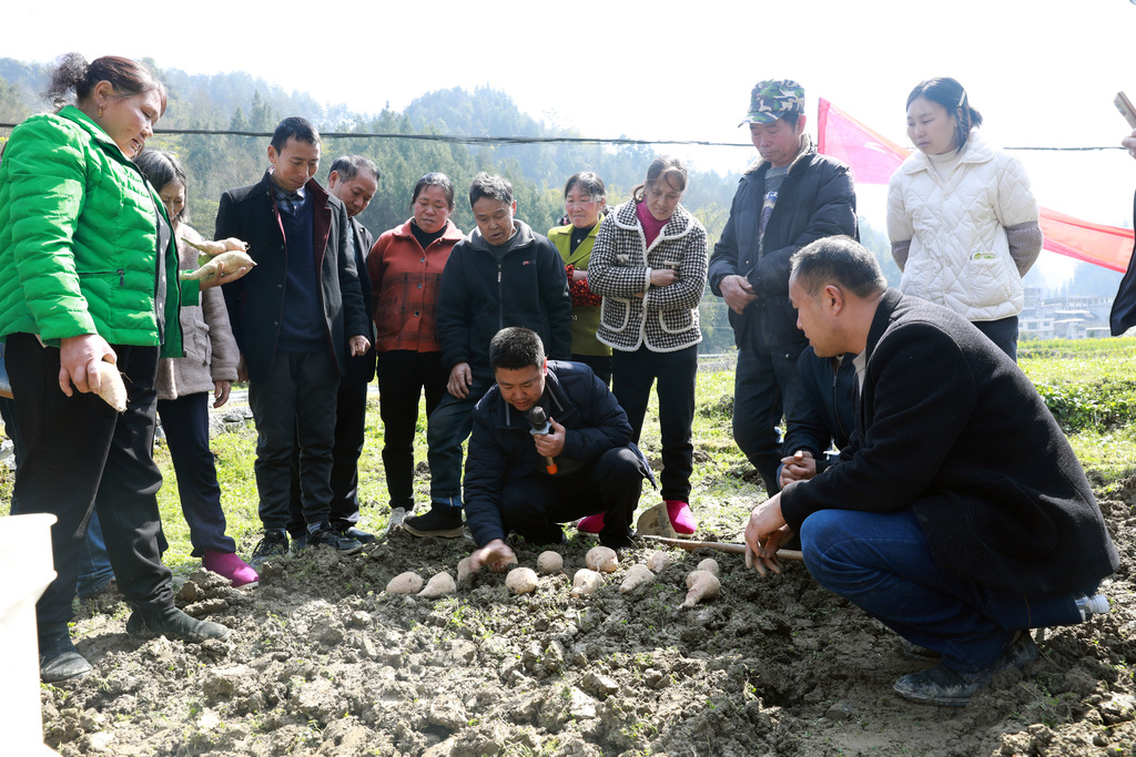 农技专家正在指导村民种植红薯。记者 赵 琴 摄影