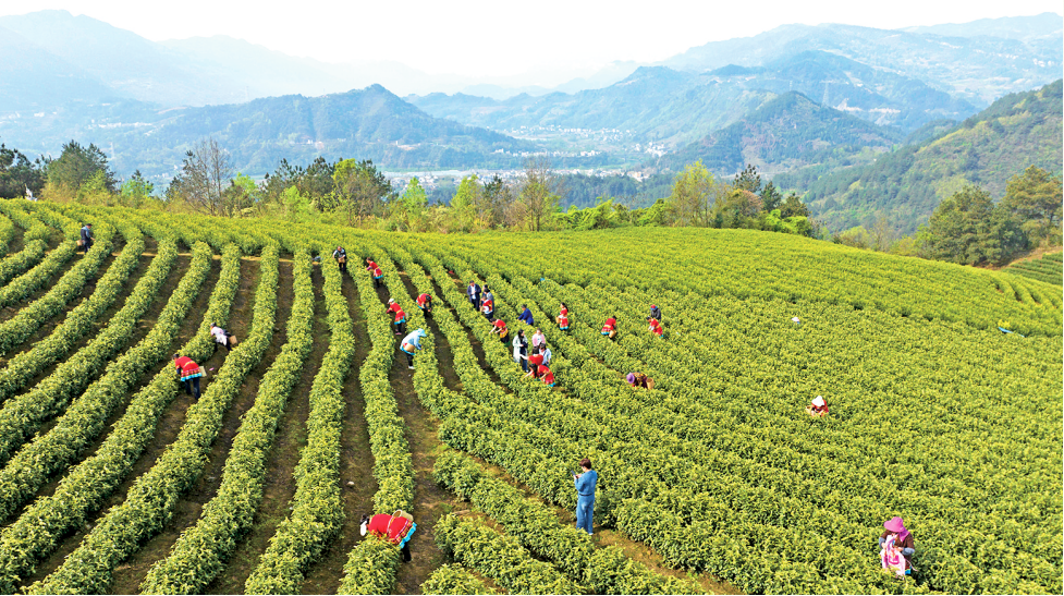 保家镇的茶农在茶园抢采明前茶