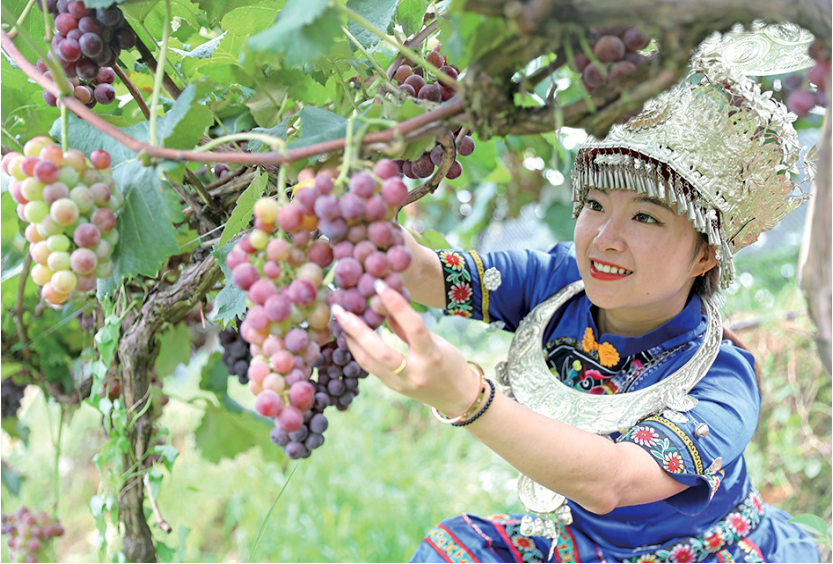 游客身着苗族服饰在绍庆街道阿依河社区采摘园体验采摘乐趣