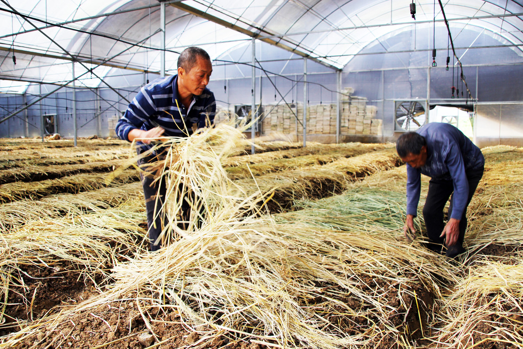 村民给厢床加盖稻草。