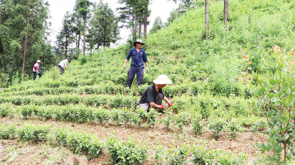 村民正在管护茶叶。记者 李光泽 摄影