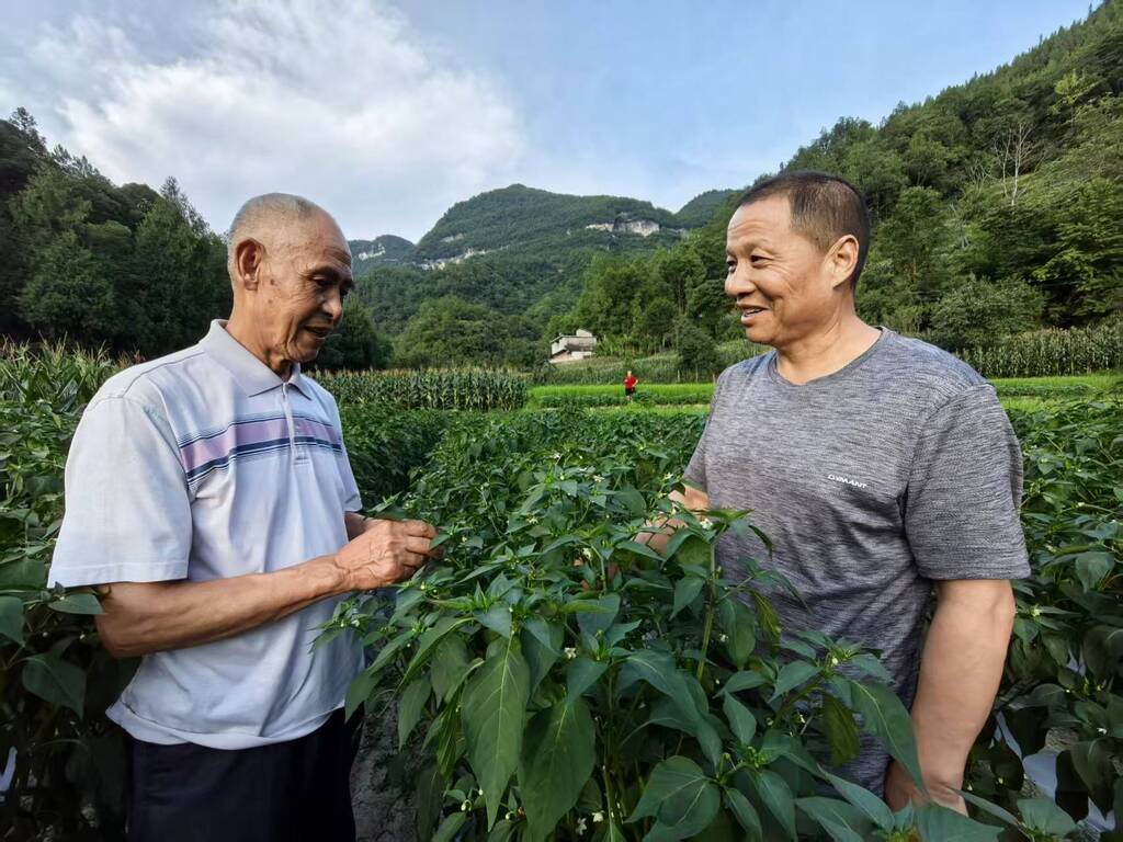 张楠（右）正在向种植户了解辣椒种植情况。 记者 谢云芳 摄影