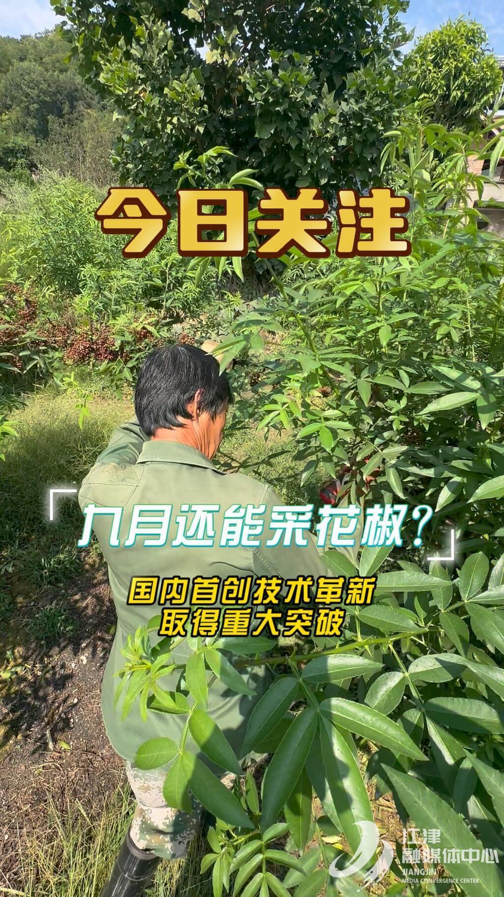 9月29日今日关注 9月还能采花椒？国内首创技术革新取得重大突破