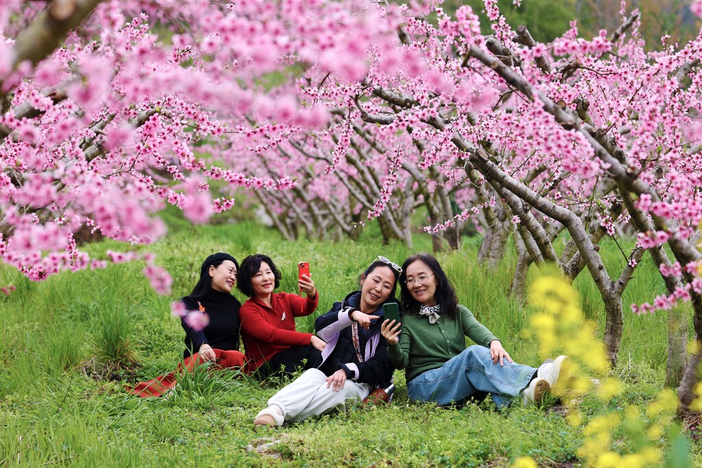 石漠桃花引客来(分离图)2025年4月1(1199458)-20250407105040