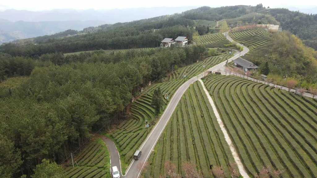 连绵成片的凤凰茶山(8170603)-20250915084356