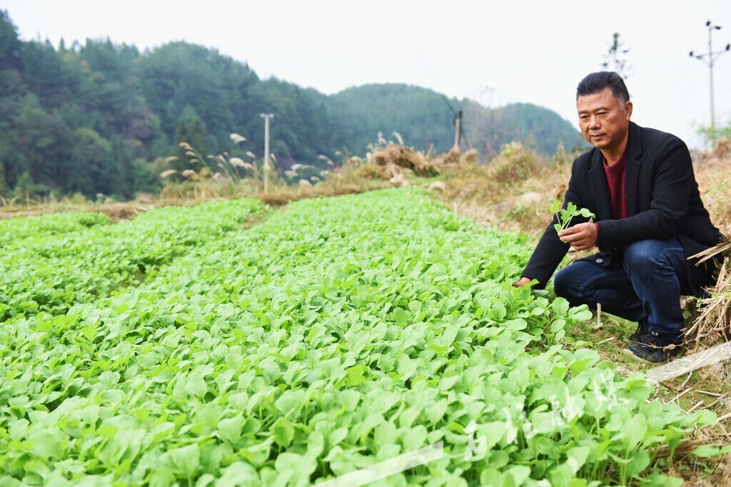 汪海洪在查看油菜苗长势