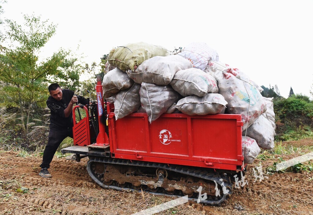 村民用小车在田间地头转运红薯