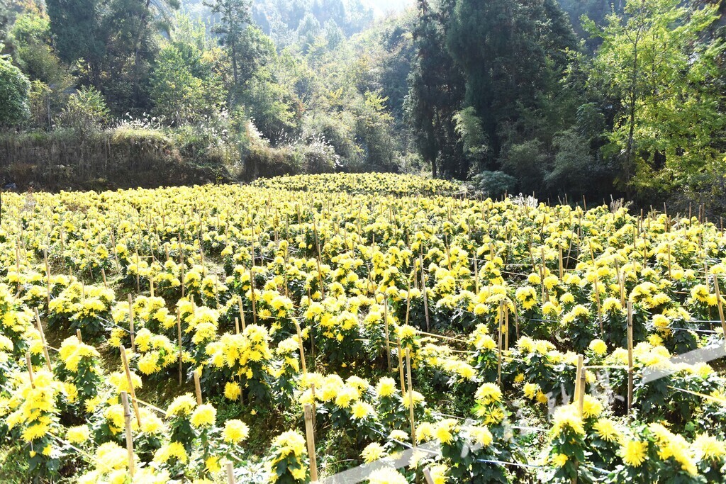 打造的金丝皇菊基地 (2)