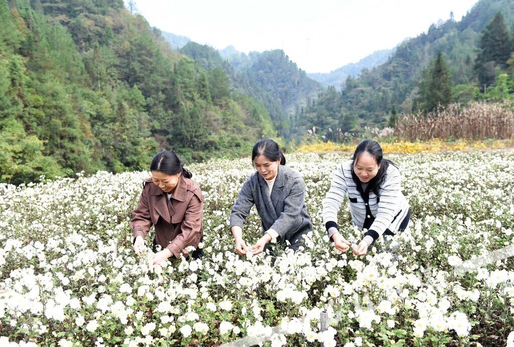 当地群众在采摘种植的贡菊