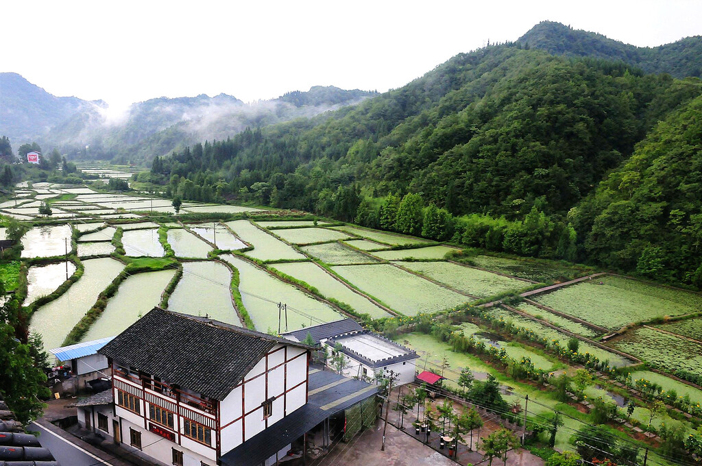 莼菜种植基地