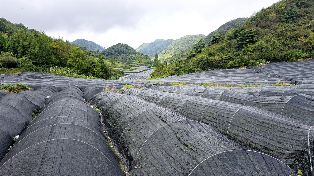 熟地种连基地