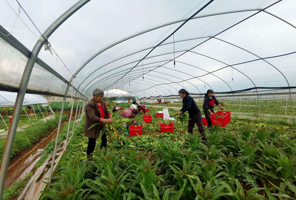 荣昌8万亩冬季蔬菜成熟上市