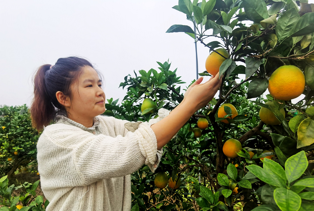 【“小个体”迸发“大能量”】代宁果树种植场负责人祝代宁——  乡村沃野“橙”就振兴路