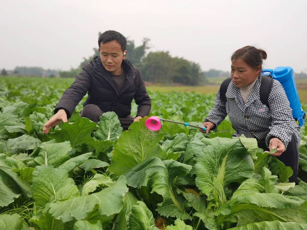 【“小个体”迸发“大能量”】荣昌区启达生态农业农场负责人谢廷——  让“知识的力量”跃动广袤沃野