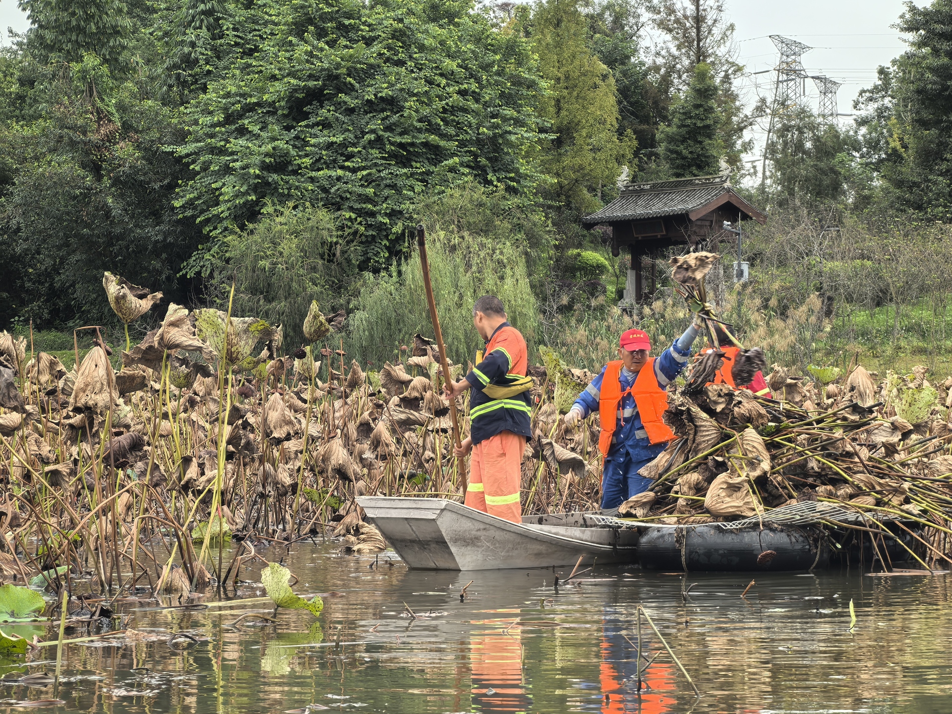 清理水生植物 筑牢生态屏障