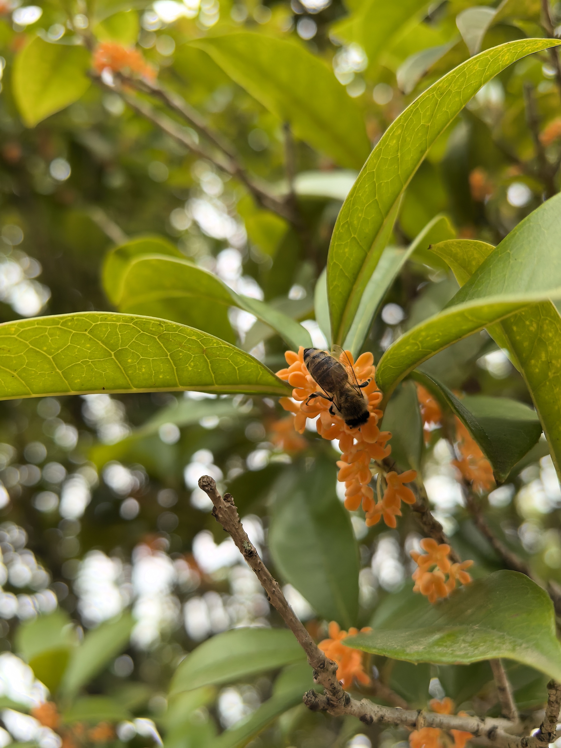 桂花秋日“返场”散芬芳