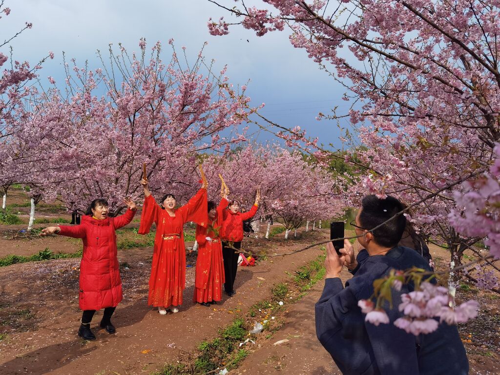 百亩樱花迎春开