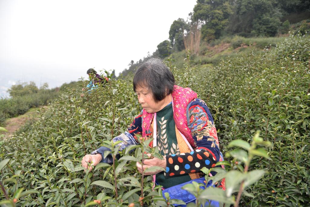 【乡村振兴·在行动】重庆天岗玉叶茶业有限公司生态茶园产好茶 乡村振兴添新路