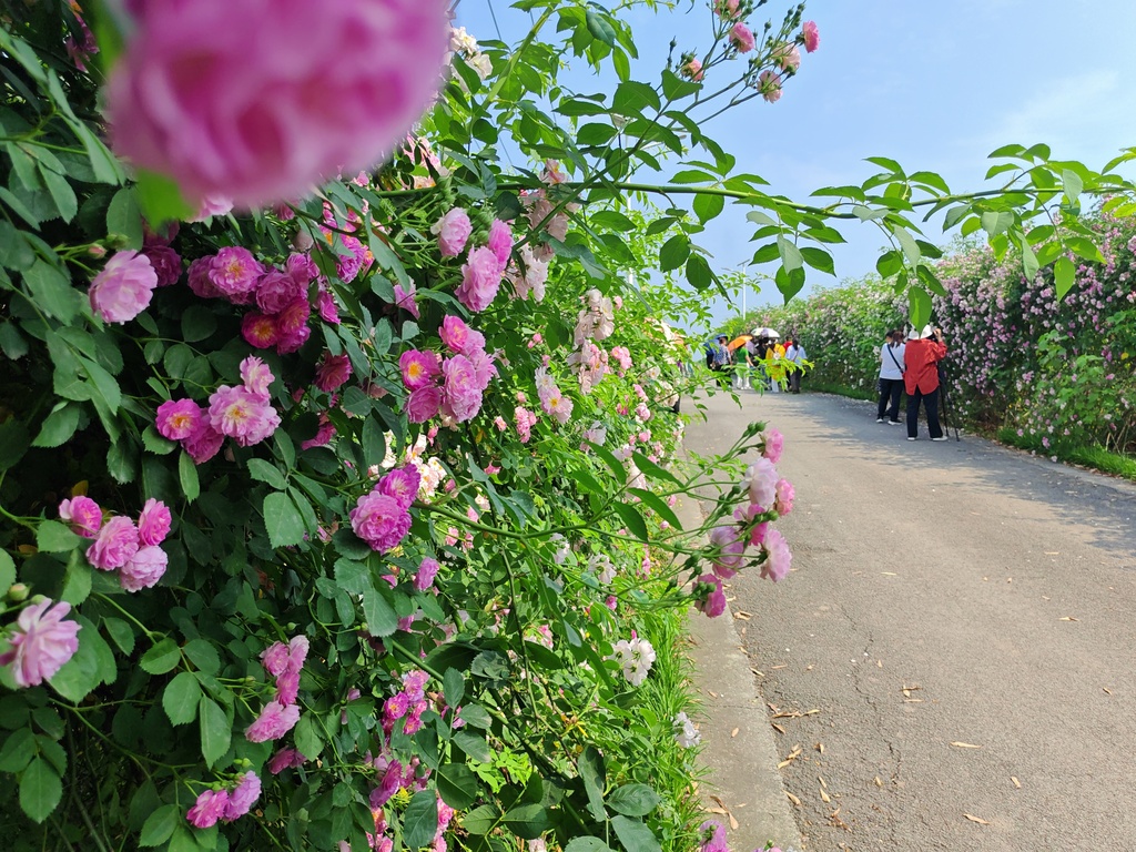 蔷薇花开引客来
