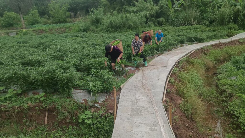 【乡村振兴·在行动】代表一条暖心建议 催生一条辣椒增收路