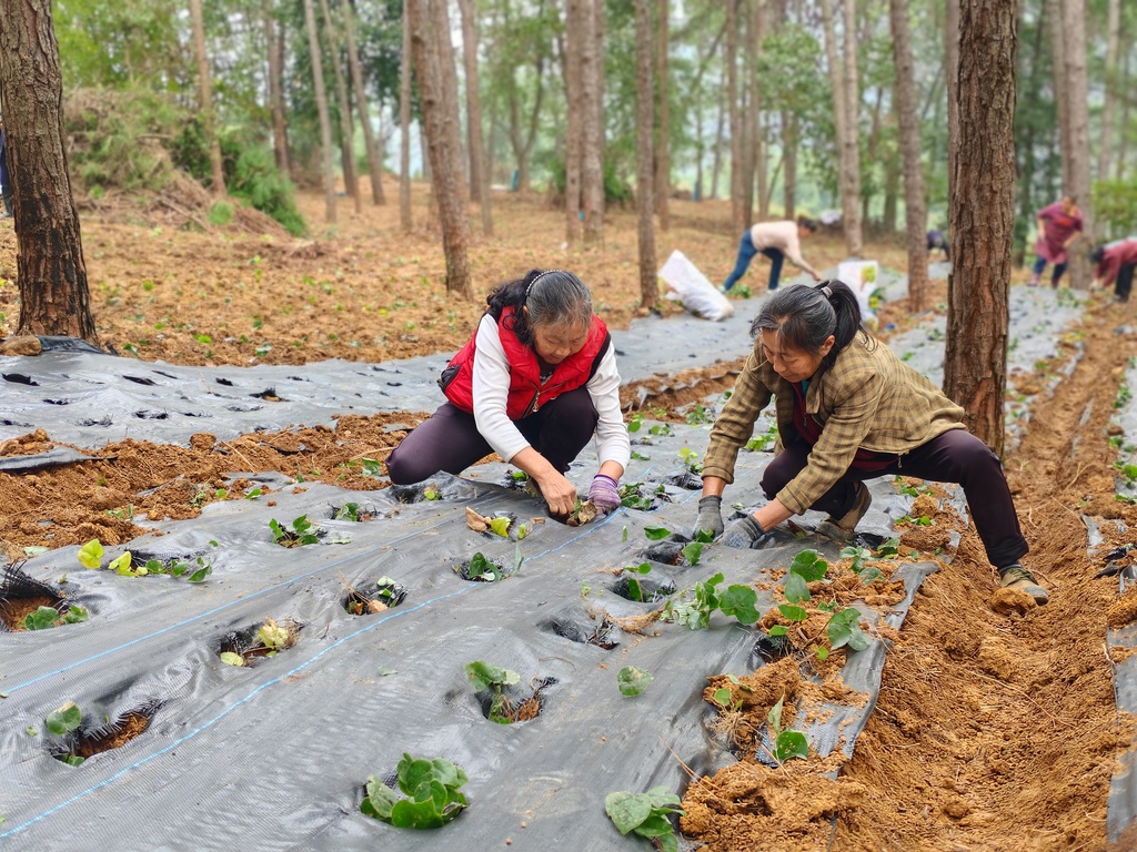 【乡村振兴·在行动】清升镇  林下种植中药材 拓宽群众致富路