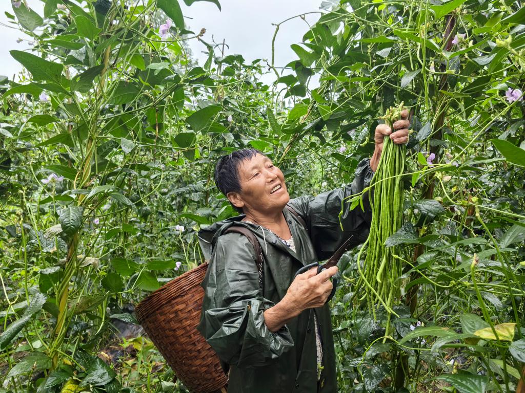 古昌百亩豇豆喜获丰收