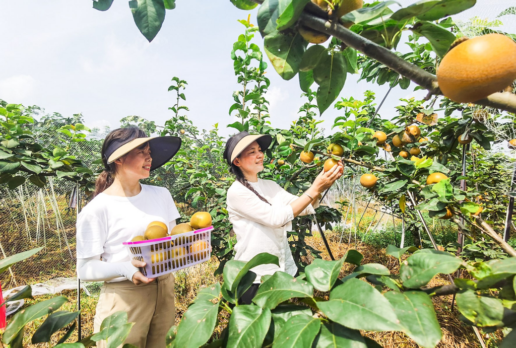 盛夏时节果飘香 采摘尝鲜正当时 龙集葡萄