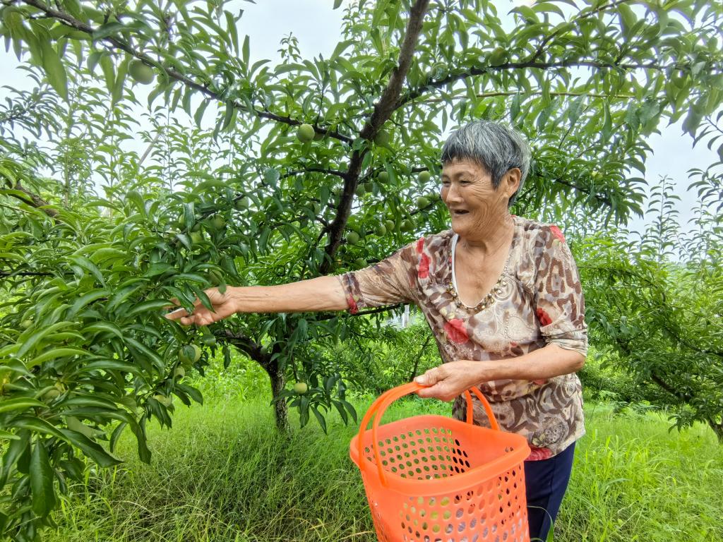 與“李”有約