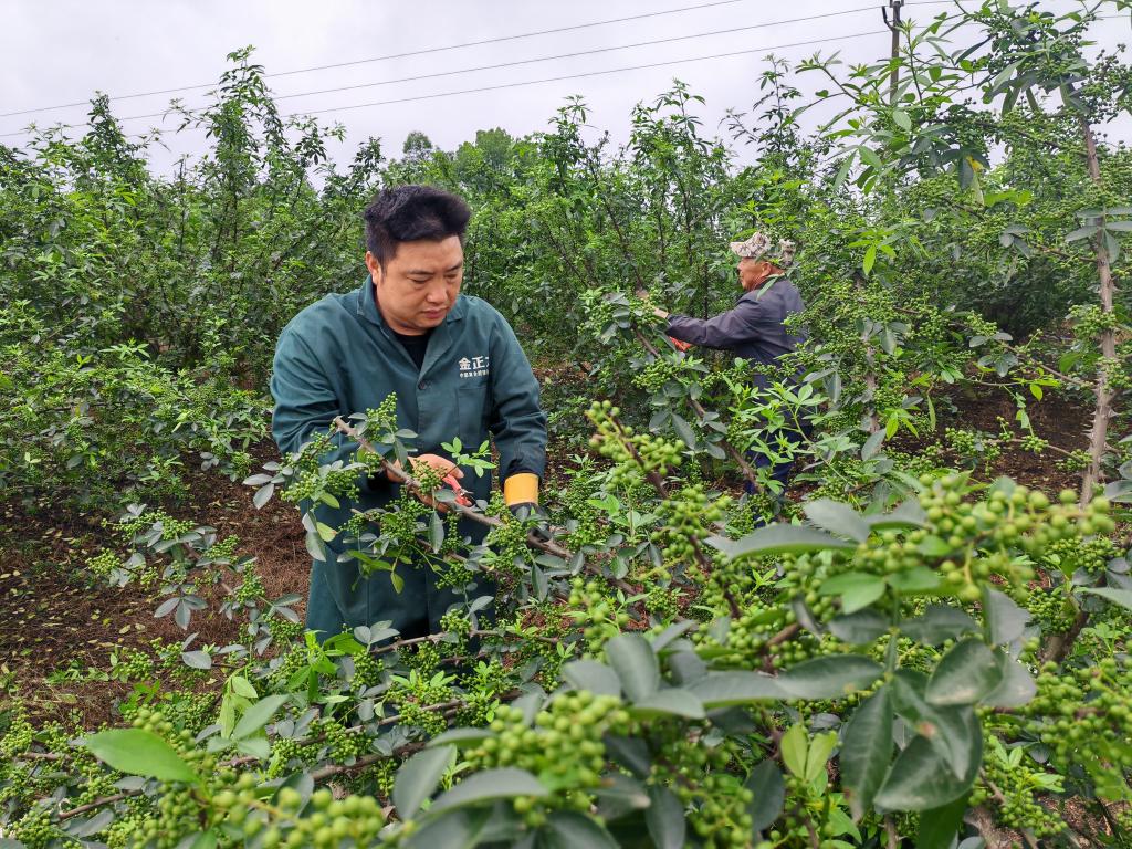 廣順天常村1500畝花椒豐收