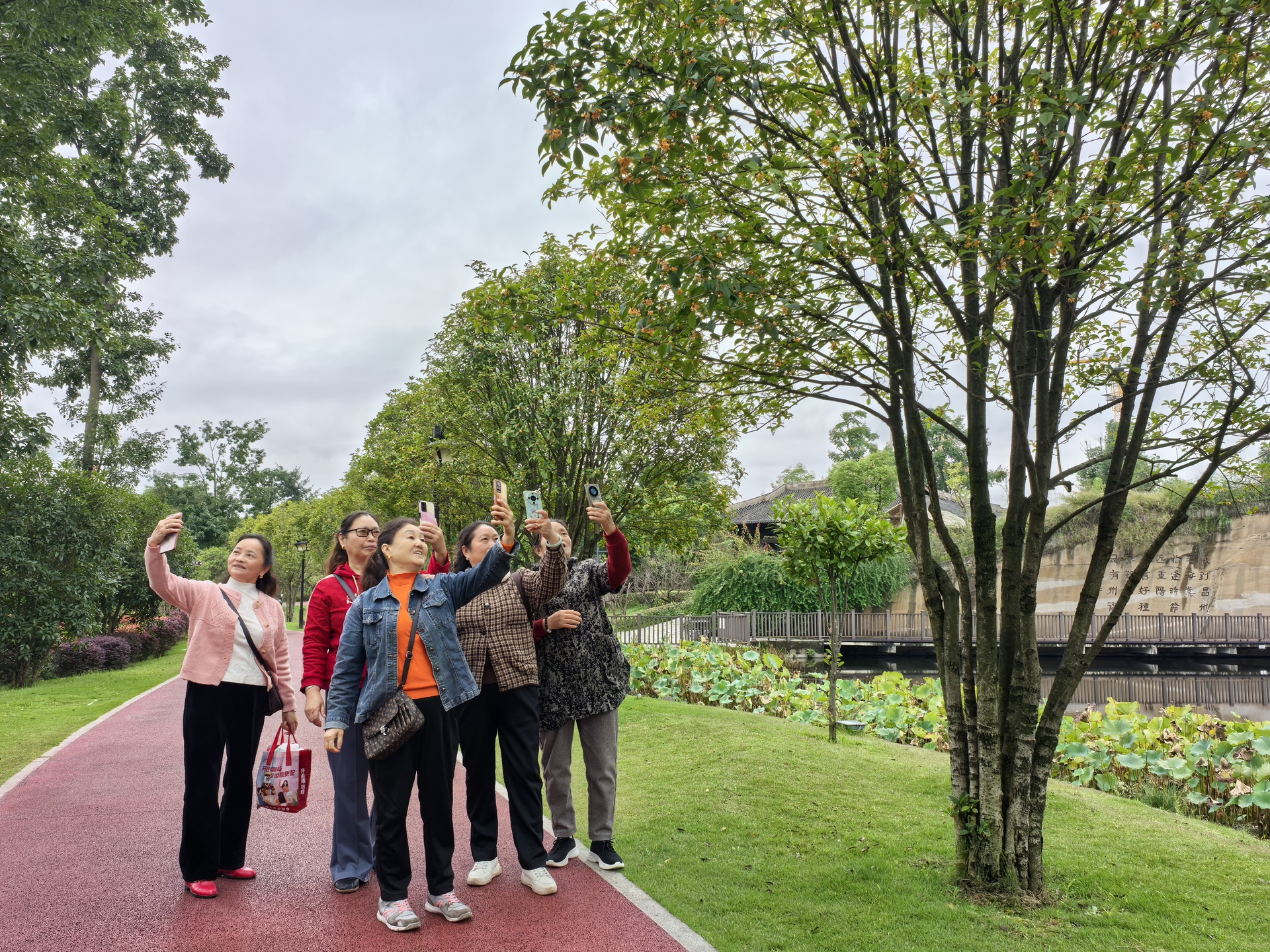 市民拍摄桂花树