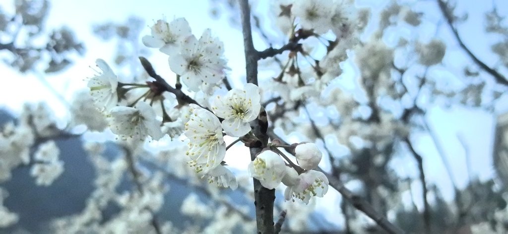 古佛山3000余亩樱桃花绽放 (2)