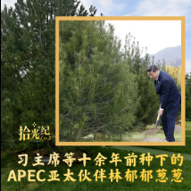 拾光纪·坚韧长久！习主席等十余年前种下的APEC亚太伙伴林郁郁葱葱