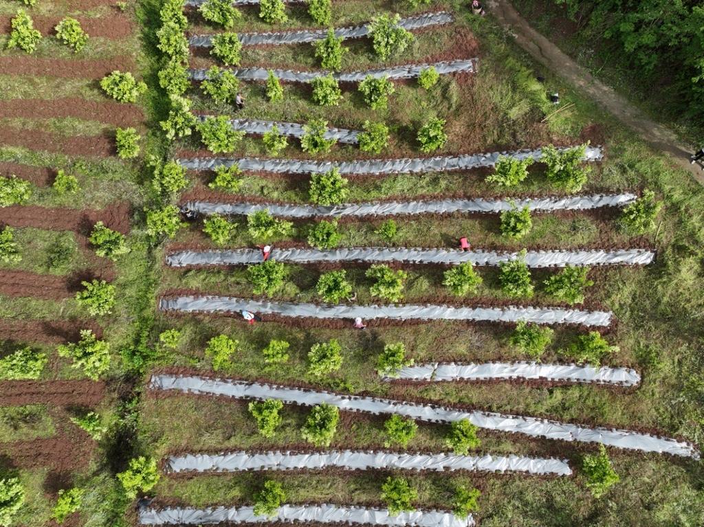 酸橙林下套种野菊花
