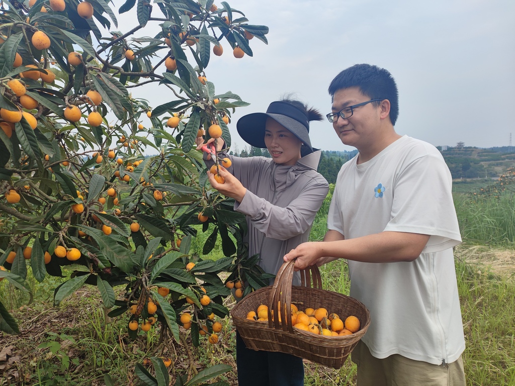 枇杷丰收香满园