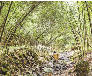 乡村振兴周刊｜一根竹子的“变形记” 重庆竹产业的千亿突围战