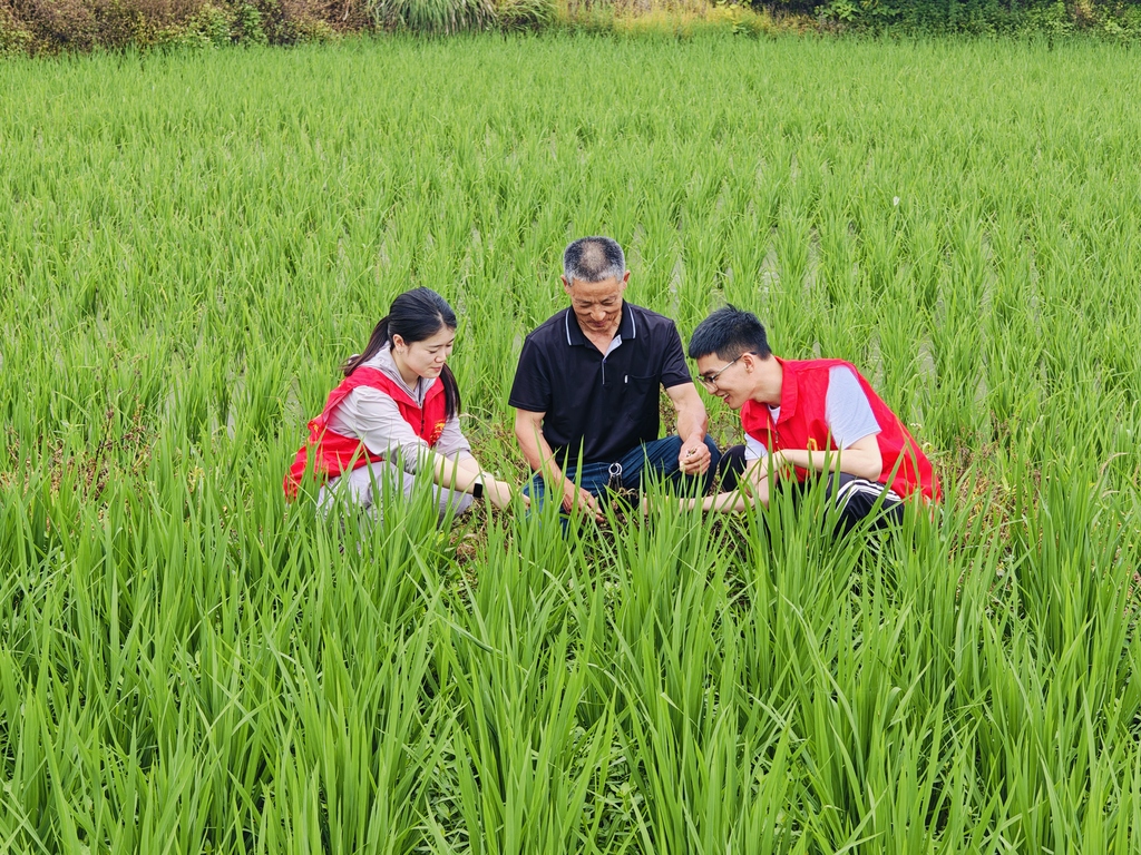田间“把脉”助丰产