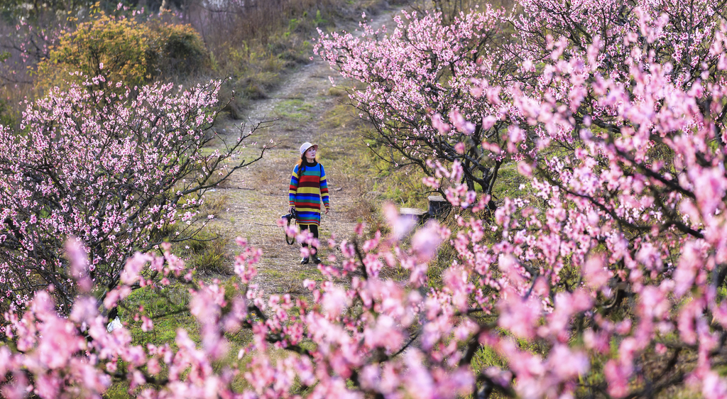 桃花 黄益远